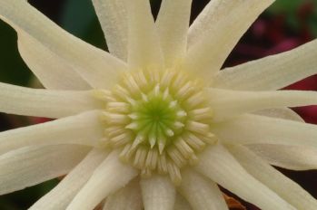 Star Flower Illicium