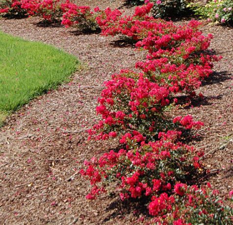 Cherry Dazzle Gardeners Confidence Collection Cherry Dazzle Gardeners Confidence