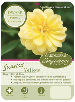 Sunrosa™ Yellow