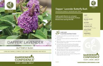 Dapper® Lavender