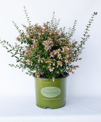 Rosy Charm®
