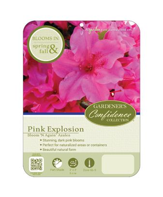 Echo® Pink Explosion