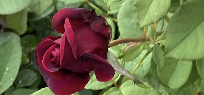 Roberta's Crimson Red Empress Fragrant Brindabe lla Rose
