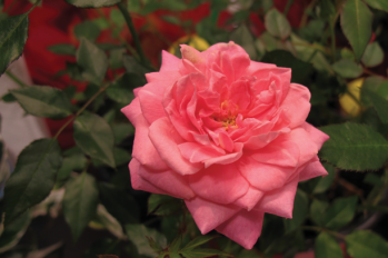 Sunrosa™ Fragrant Pink