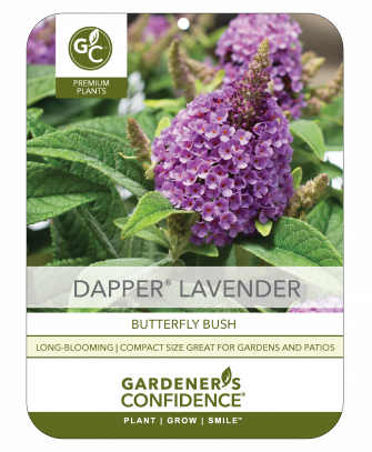 Dapper® Lavender