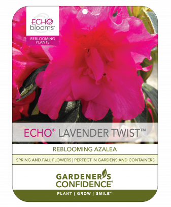 Echo® Lavender Twist™