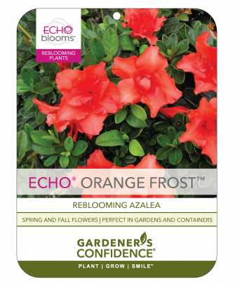 Echo® Orange Frost™