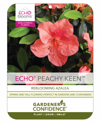 Echo® Peachy Keen™