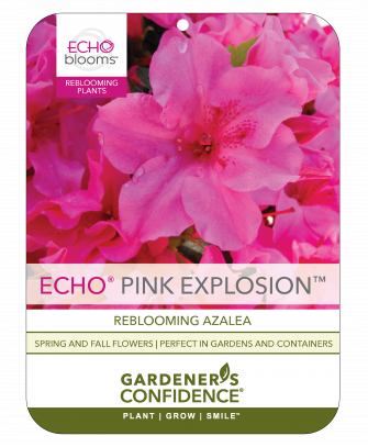Echo® Pink Explosion™