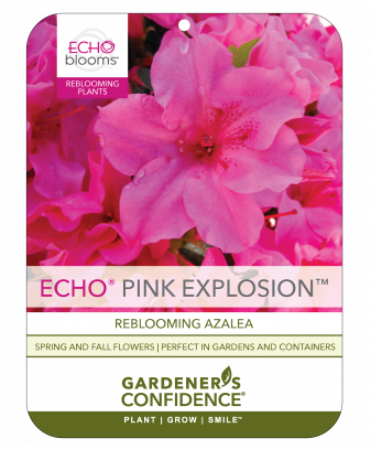Echo® Pink Explosion™