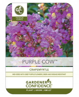 Purple Cow™ Mid-Size