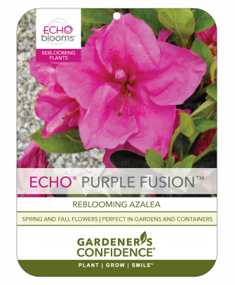 Echo® Purple Fusion™