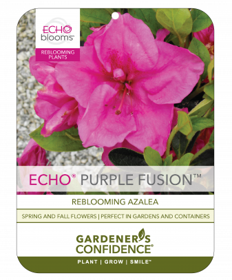 Echo® Purple Fusion™