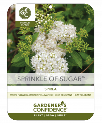 Sprinkle of Sugar® Spirea