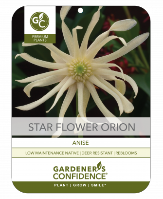 Orion Anise