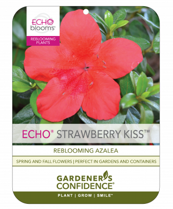 Echo® Strawberry Kiss™
