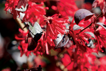 Roberta's Crimson Red Empress Fragrant Brindabe lla Rose