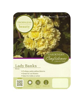 Lady Banks Rose