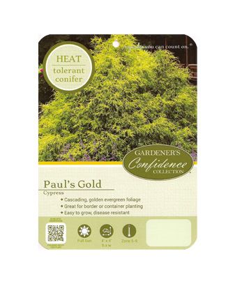 Paul’s Gold Cypress