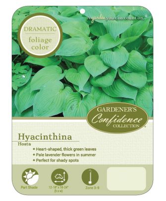 Hyacinthina