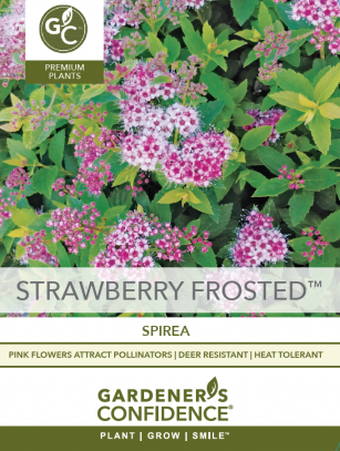 Strawberry Frosted® Spirea