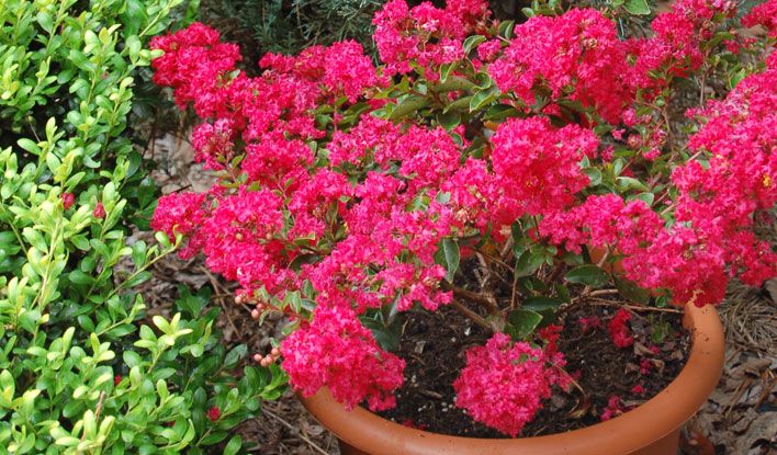 Strawberry Dazzle Gardeners Confidence Collection Prune To Maintain Size And Shape