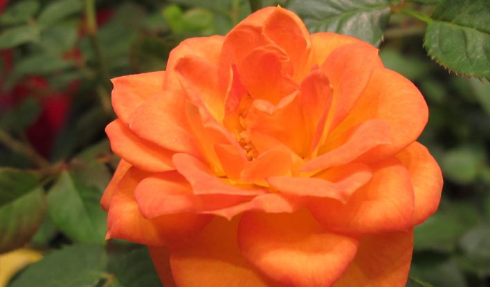 Sunrosa Orange Delight Gardeners Confidence Collection