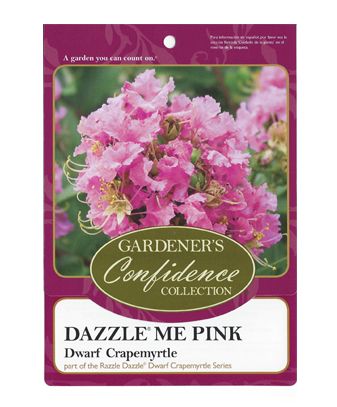 Dazzle® Me Pink