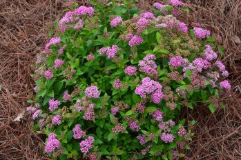 Strawberry Frosted® Spirea