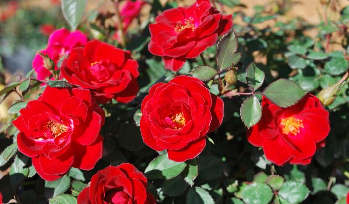 Sunrosa™ Red | Gardeners Confidence Collection®