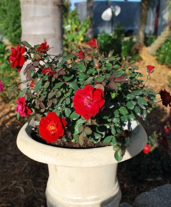Sunrosa™ Red | Gardeners Confidence Collection®