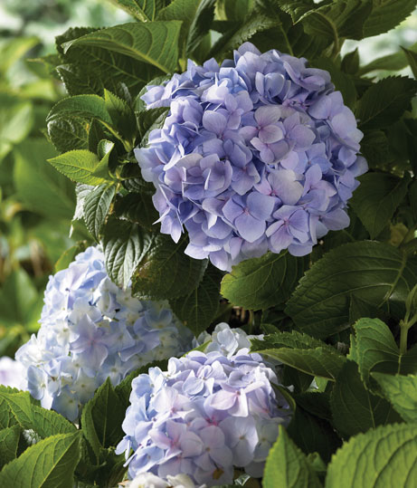 How to Dry Hydrangeas in Water Naturally-Beautiful Dried Flower